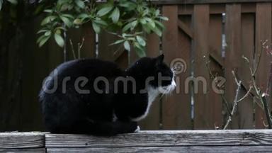 黑白猫坐在木制甲板上，雪开始<strong>飘落</strong>